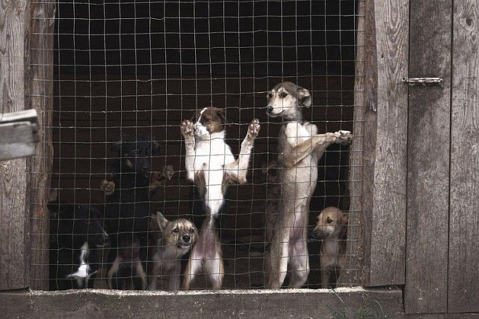В Улан-Удэ суд не разрешил переносить собачий приют