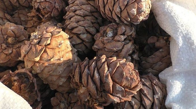 700 тонн масла, риса и орехов ввезли в Бурятию с нарушениями