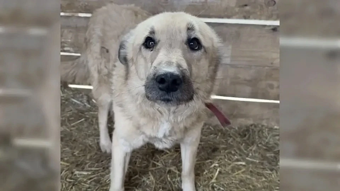Житель Иркутской области подстрелил собаку 