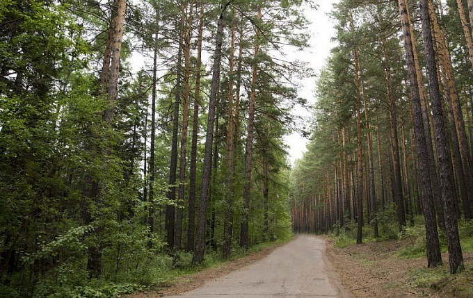 В Улан-Удэ продлили запрет на пребывание в лесах