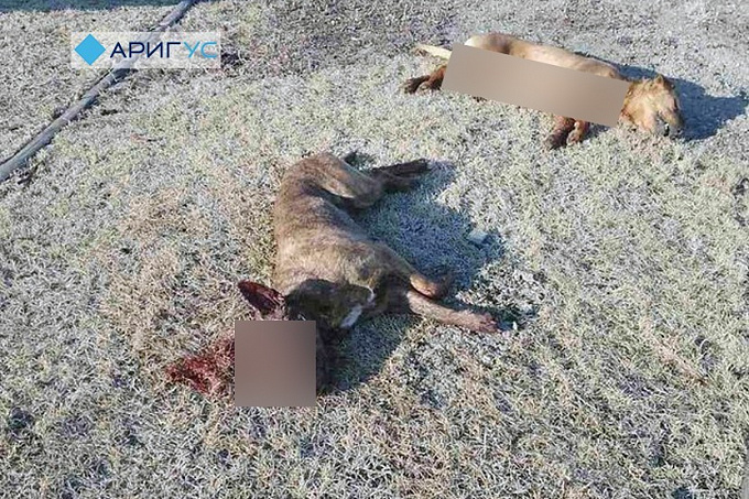 В селе Бурятии, где собаки загрызли женщину, начался отстрел животных