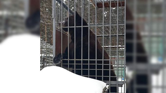 В Этномузее Улан-Удэ медведь Малыш обозначил приближение весны