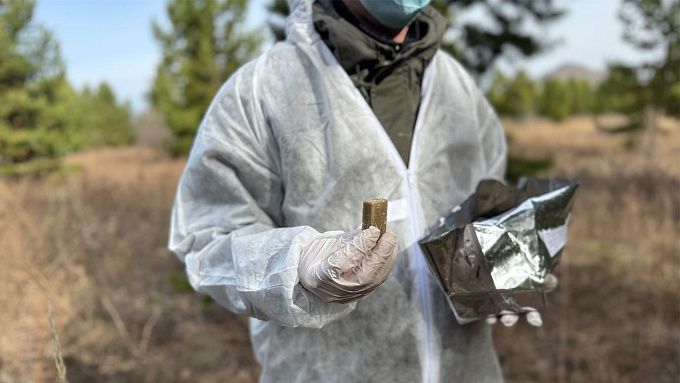 Диких животных начали вакцинировать от бешенства в Бурятии