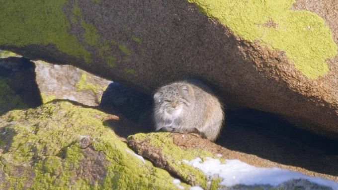 Редчайшие кадры манула удалось снять в Бурятии