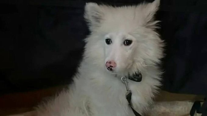 Спасенная в лесу Улан-Удэ собака нашла семью в Ярославле