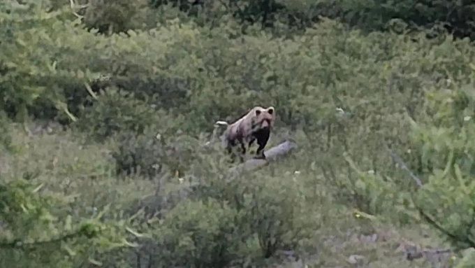 Медведь вышел к людям в районе Бурятии