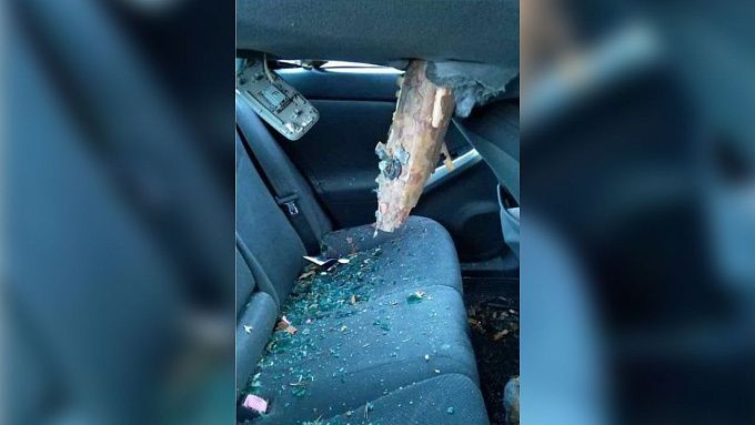 Дерево рухнуло на припаркованные автомобили в Бурятии