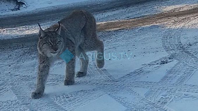Ещё одна рысь напугала жителей Бурятии 