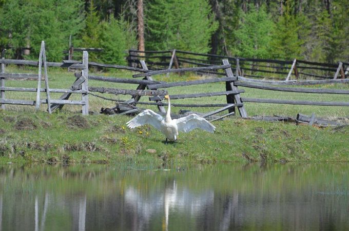 Краснокнижный лебедь прилетел на озеро в Бурятии