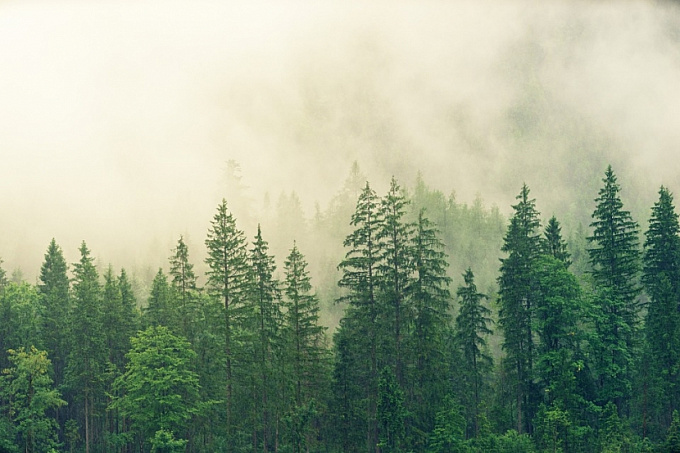 Медведев предложил поощрять регионы за охрану лесов