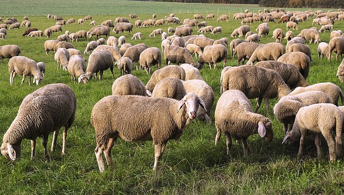 В Бурятии будут бесплатно раздавать по сто овец
