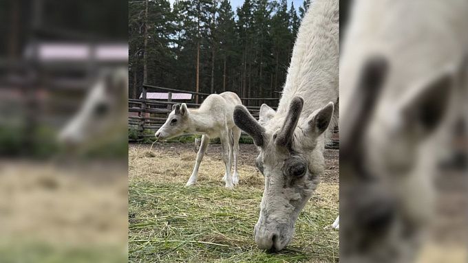 Любопытный олененок познает мир в Этномузее Улан-Удэ
