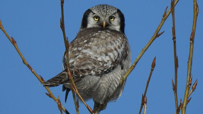 Ястребиную сову сняли в нацпарке Бурятии
