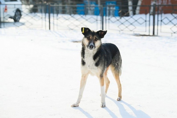 В Улан-Удэ подрядчик по отлову собак начал выпускать животных на свободу