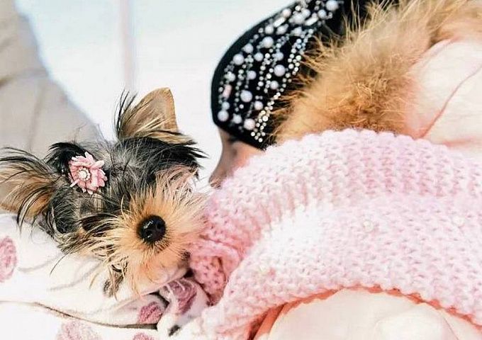 Алексей Цыденов подарил собаку девочке из района Бурятии