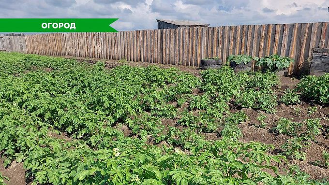 Уборка на картофельном поле