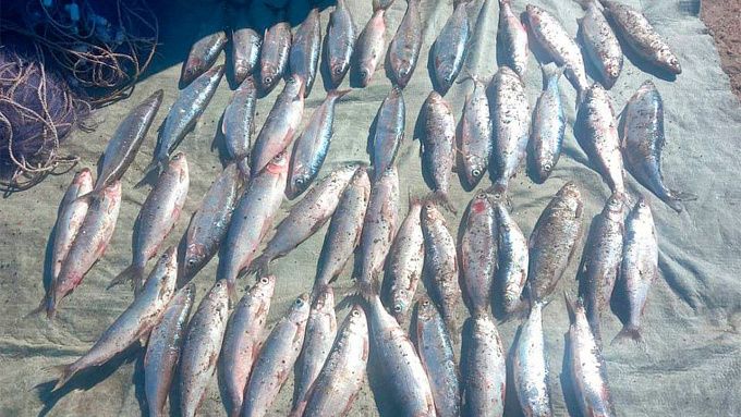 В Бурятии браконьер наловил омуля на 185 тысяч и уголовную статью