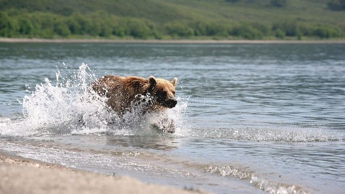 На Байкале проснулись «весенние» медведи