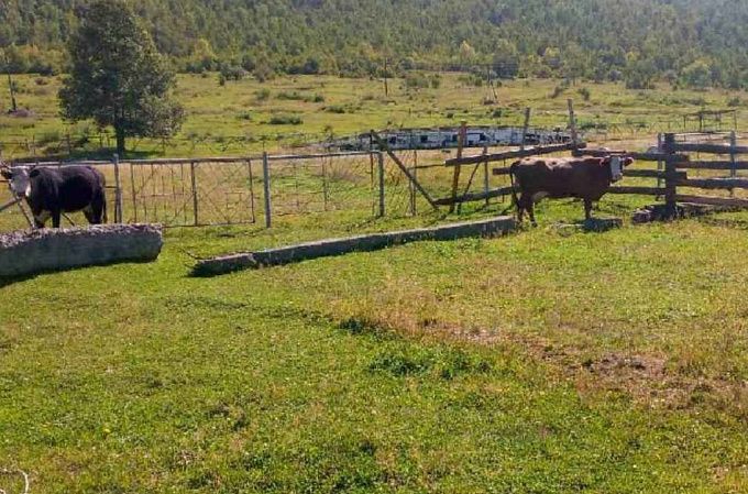 В районе Бурятии задержали трех «гулящих» коров