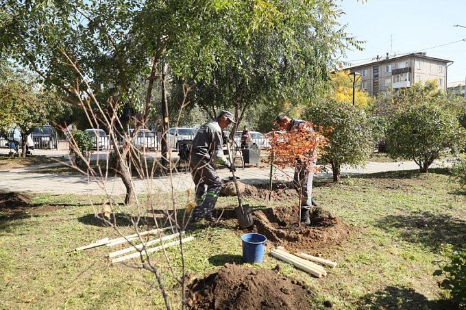 Яблоня, клен, рябина. Улицы Улан-Удэ украсят почти две тысячи новых деревьев