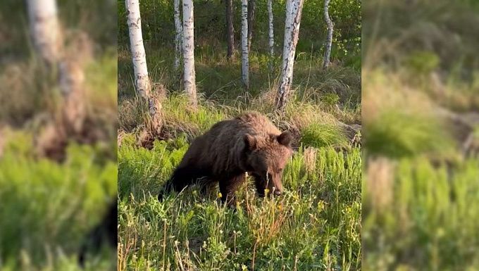 Прогуливающегося по улице медведя заметили в Бурятии