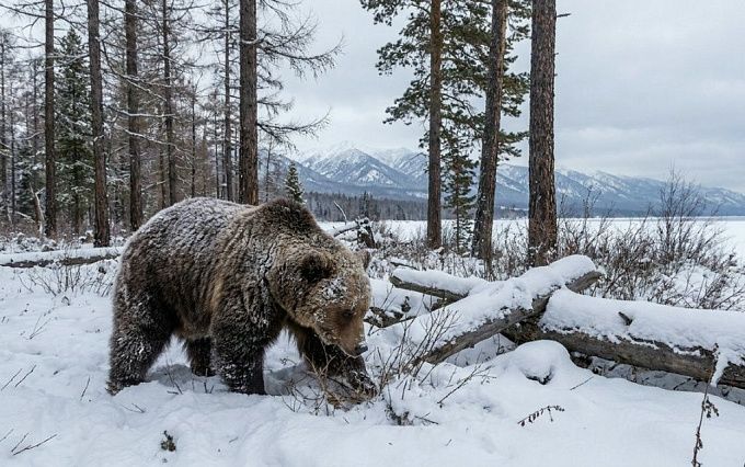 Охотовед рассказал, как медведь нагуливает жир перед спячкой
