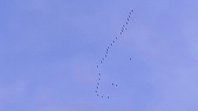 Серые журавли прилетели в нацпарк Бурятии