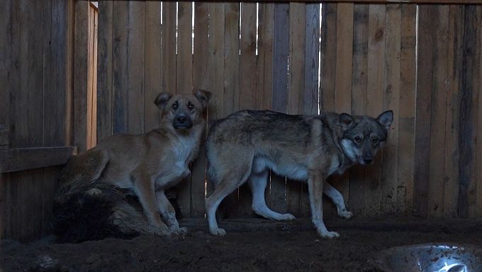 Зоозащитники Бурятии через суд попытаются оспорить указ о содержании собак