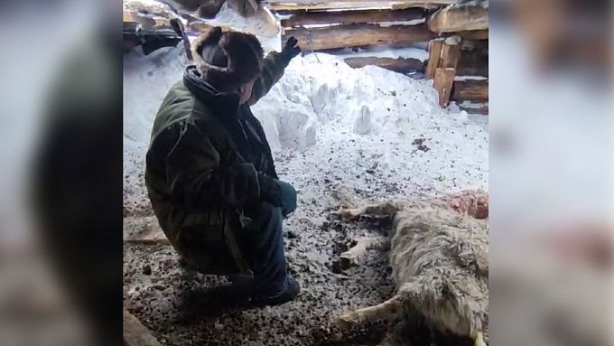 В районе Бурятии собаки загрызли домашний скот