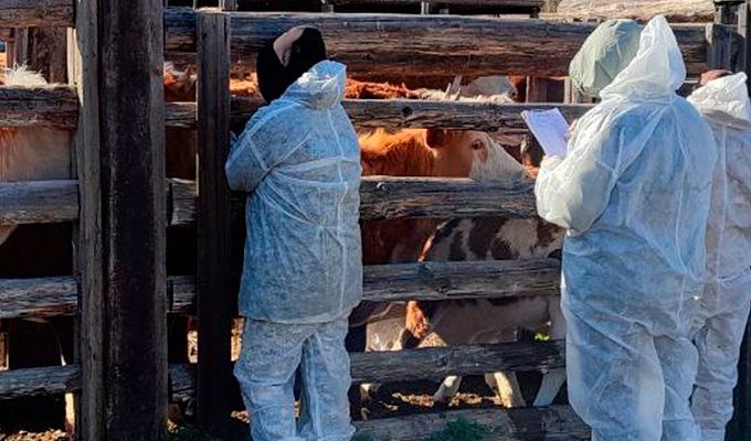 В районе Бурятии у 11 коров выявили опасную болезнь