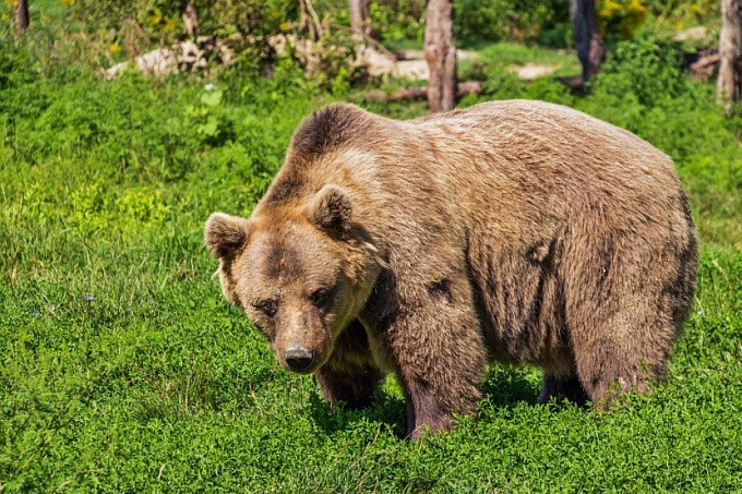 В Бурятии застрелили медведя, задравшего бычка