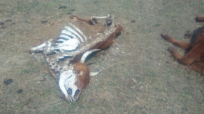В районе Бурятии коровы погибли от голода. Их трупы обнаружили прохожие