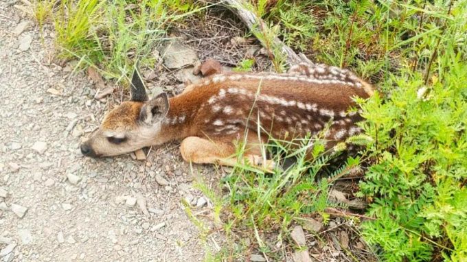Очаровательных косулят заметили в нацпарке на Байкале