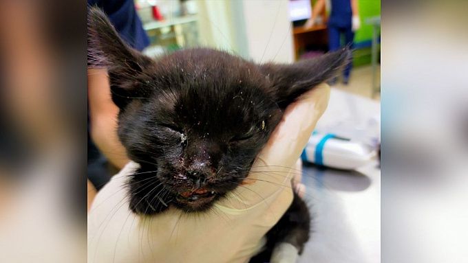 В Улан-Удэ неизвестные сломали челюсть бездомному котенку