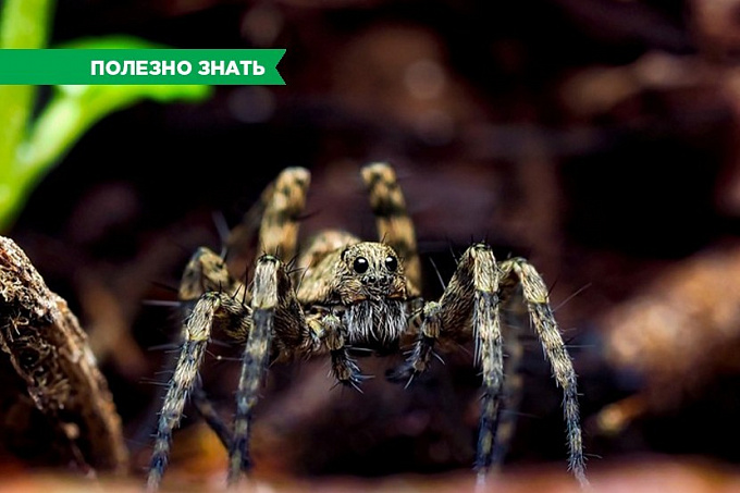 Незваные гости. Нужно ли бояться пауков, обитающих в Бурятии?