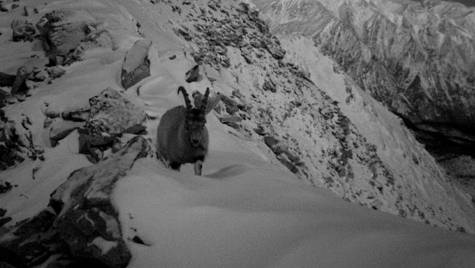 Суровый горный козел попал в фотоловушку в нацпарке Бурятии 