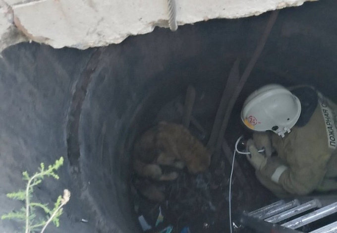 В Бурятии пожарные спасли собаку от голодной смерти (ФОТО)