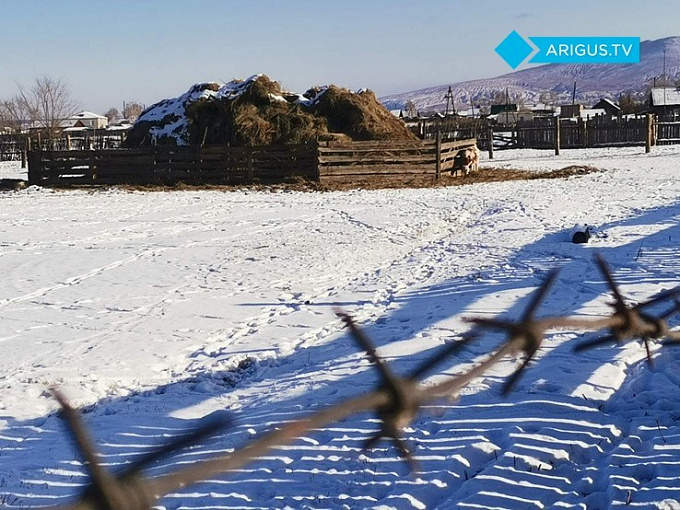 В двух селах Бурятии ввели карантин. В зоне заражения 29 подворий