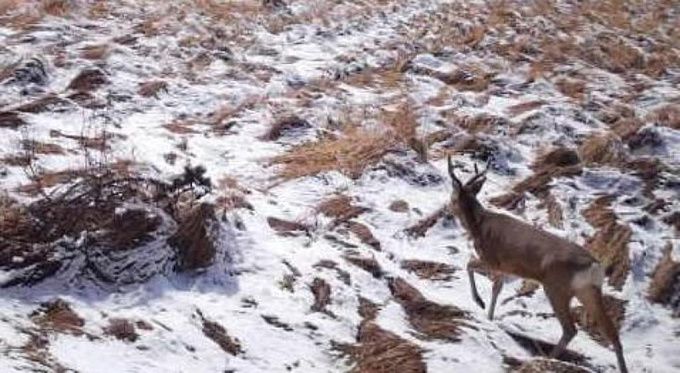 Мигрирующие косули возвращаются в нацпарк Бурятии