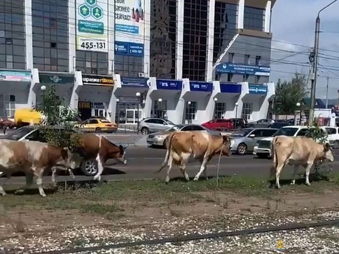 В Улан-Удэ гуляющих коров будут отправлять на штрафстоянку
