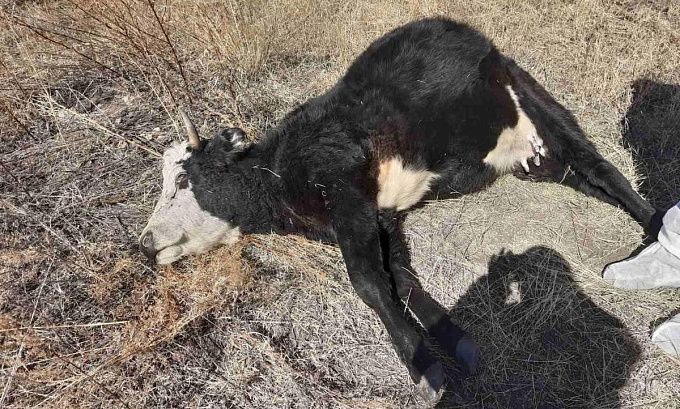 В районе Бурятии установили причину гибели трех коров