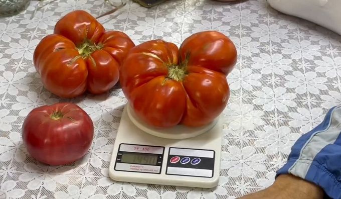 Улан-удэнка поделилась секретом выращивания гигантских помидоров 