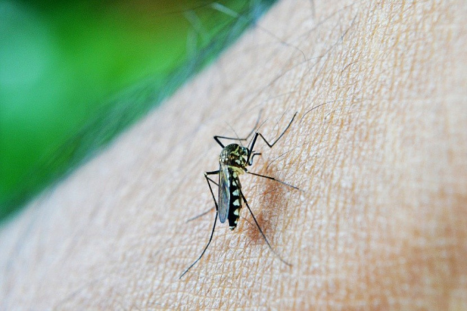 Дерматолог рассказала об опасности комариных укусов