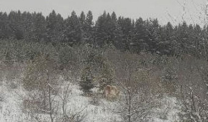 Трех волков заметили около села в Бурятии