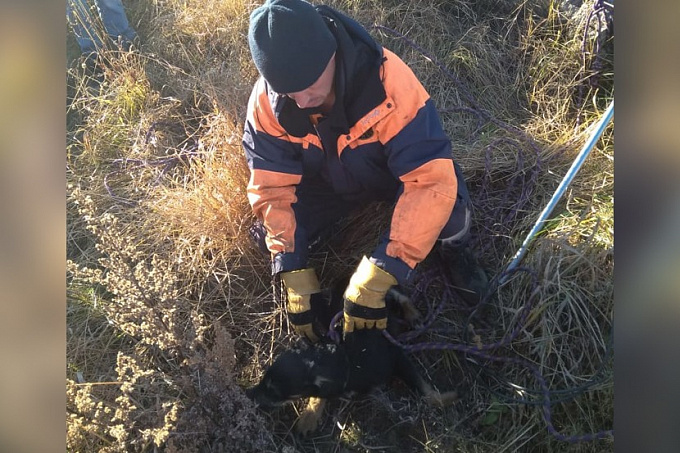 В Иркутской области спасли собаку, упавшую в 6-метровый колодец