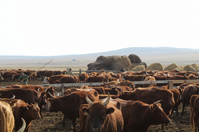 Полтысячи племенных коров из Бурятии отправят в Казахстан