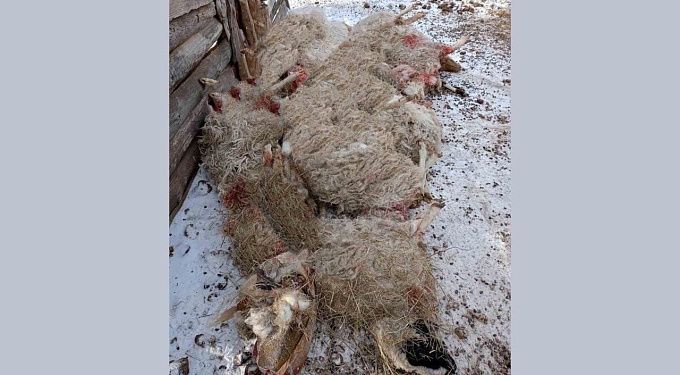 В Бурятии свора собак загрызла 15 овец в ограде частного дома