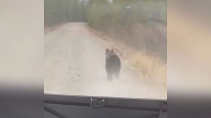 Жители Бурятии встретили медведя по дороге в поселок. ВИДЕО