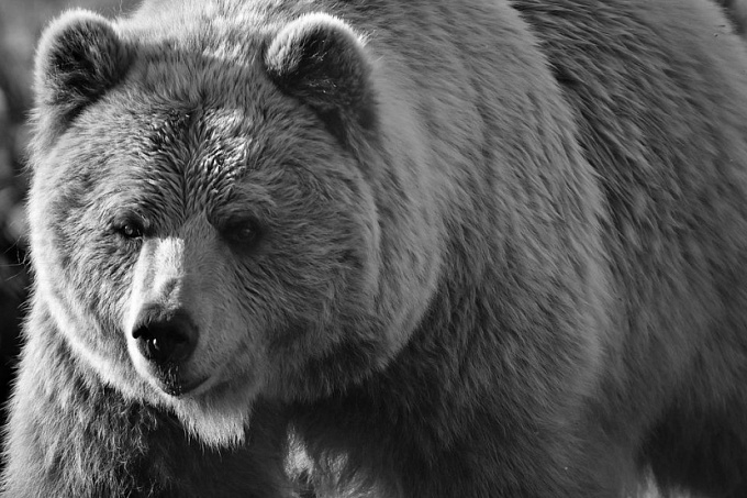 Вынужденный расстрел. Жителя Бурятии оштрафовали за убийство медведя