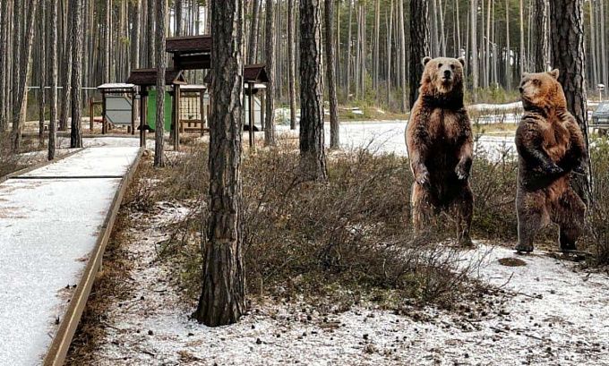 «Не до шуток»: В поселке Бурятии потерялся медвежонок